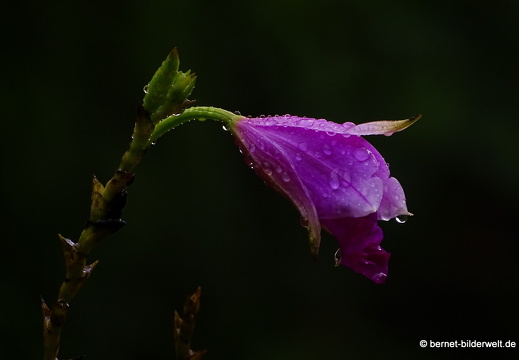 17-01-14-brinchang-sam poh tempel-058