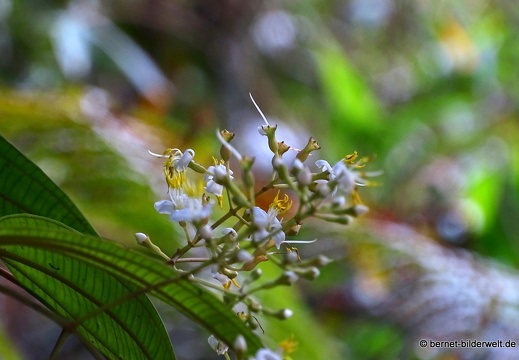 17-01-14-cameron highlands-mossy forrest-048