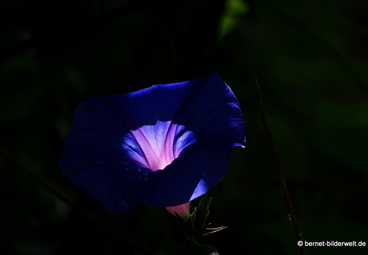 17-01-15-brinchang-wisdom park-073