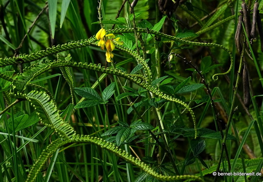 17-01-14-cameron highlands-mossy forrest-003