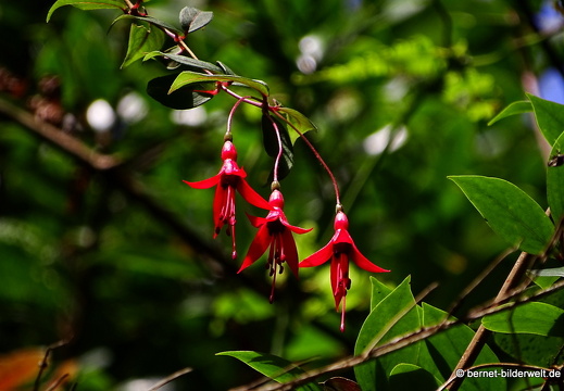 17-01-15-brinchang-wisdom park-120