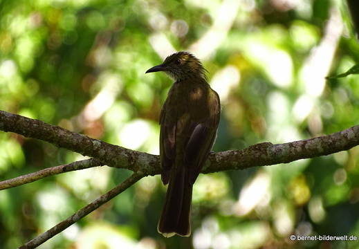 17-01-15-brinchang-wisdom park-109