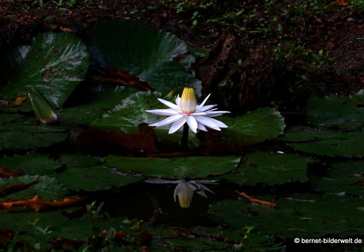 17-01-19-ipoh-dr seenivasagampark-008