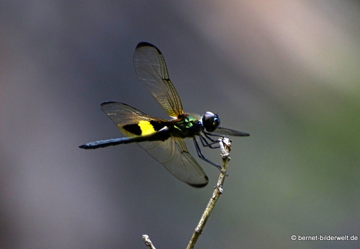 17-01-20-ipoh-tempelanlage- kek look tong-038