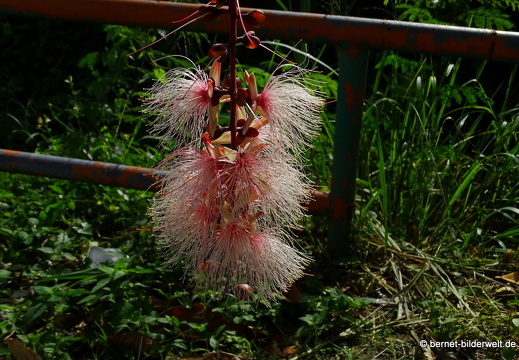 17-01-20-ipoh-gunung rapat-018