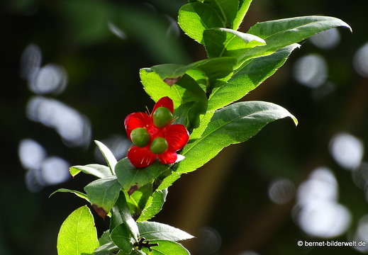 17-01-20-ipoh-gunung rapat-049