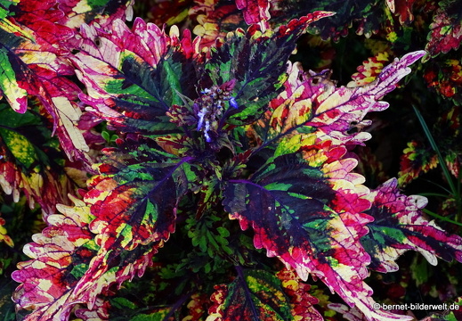 17-01-25-kamunting-102