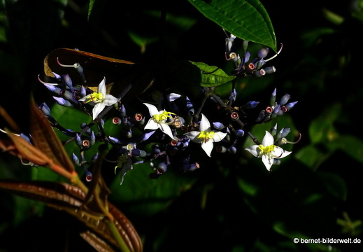 17-02-04-sungai sedim-tree top walk-077