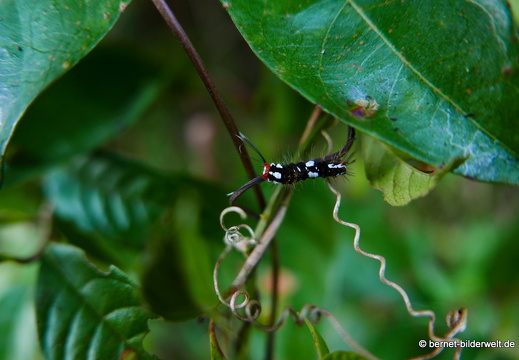 17-02-06-kulim-wald-008