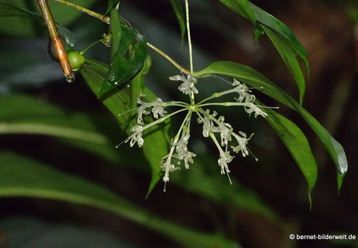 16-02-11-penang-botanischer garten-050