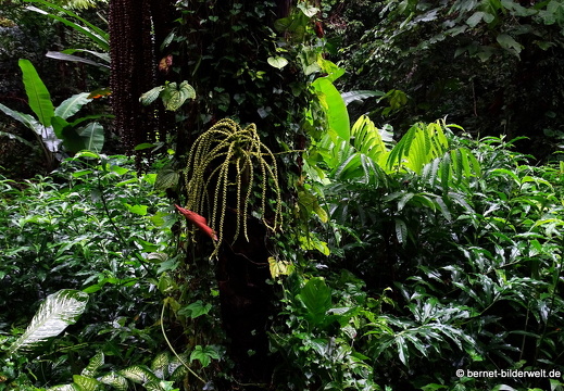 16-02-11-penang-botanischer garten-002