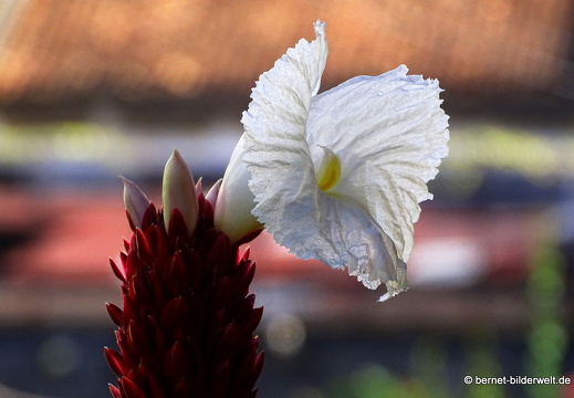 17-02-10-georgetown-city-169