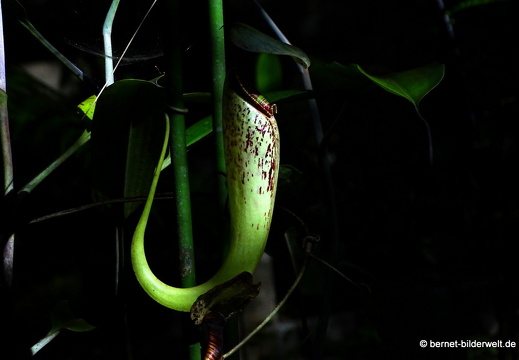 17-02-15-penang hill-155