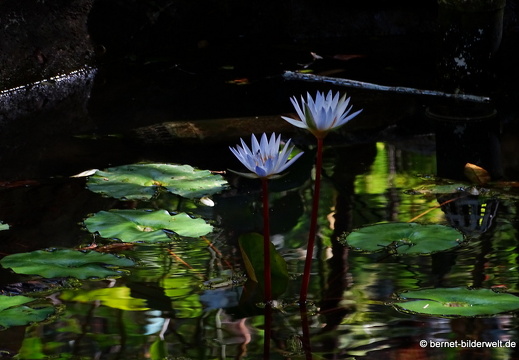 17-02-15-penang hill-162