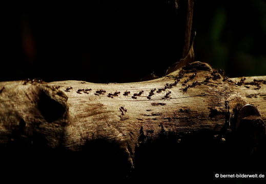 17-02-17-penanghill-thehabitat-007