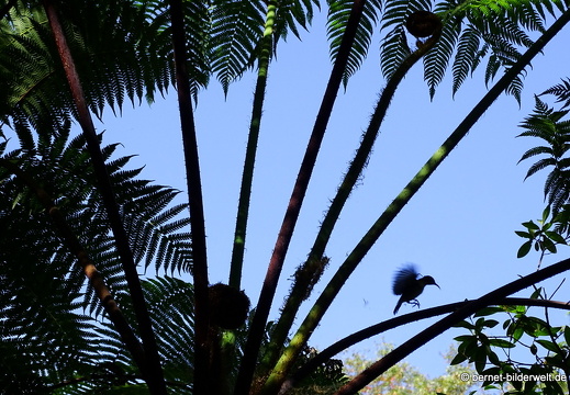 17-02-17-penanghill-thehabitat-058