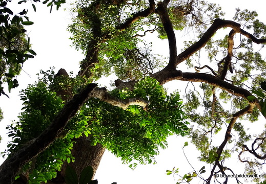 Flora und Fauna (Gärten)