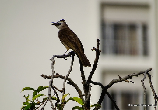 17-02-12-georgetown-029