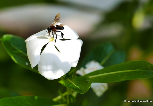 17-02-15-penang hill-102