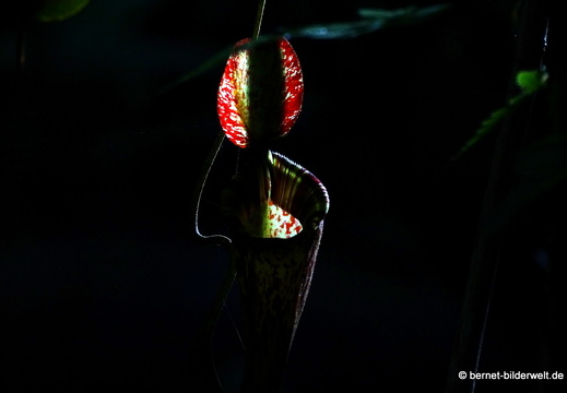 17-02-15-penang hill-128