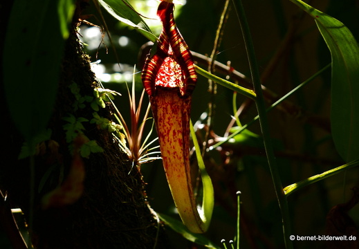 17-02-15-penang hill-129