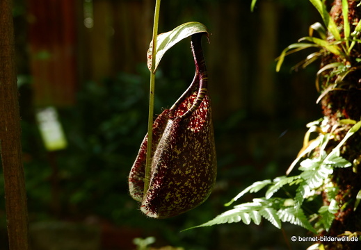 17-02-15-penang hill-131