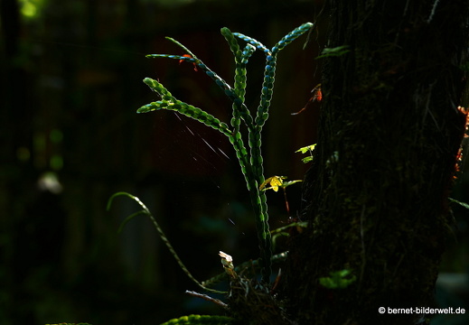 17-02-15-penang hill-138