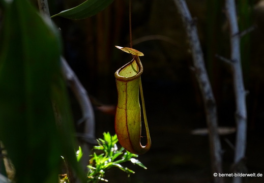 17-02-15-penang hill-147