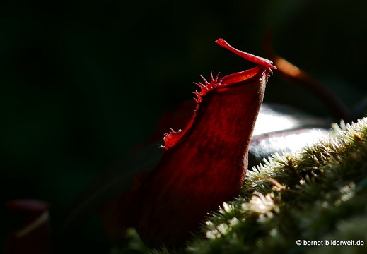 17-02-15-penang hill-151