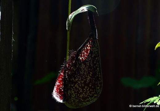 17-02-15-penang hill-153