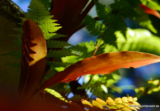 17-02-15-penang hill-156