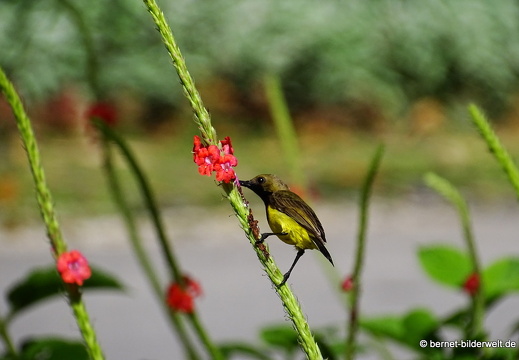 17-02-15-penang hill-179