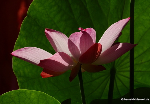 17-02-16-kekloksi-temple-lotusbluete-010