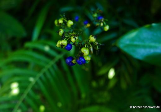 17-02-17-penanghill-thehabitat-040