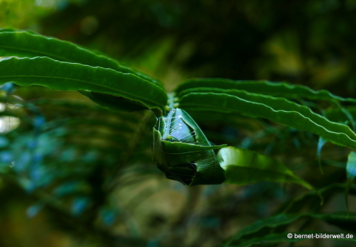 17-02-17-penanghill-thehabitat-043