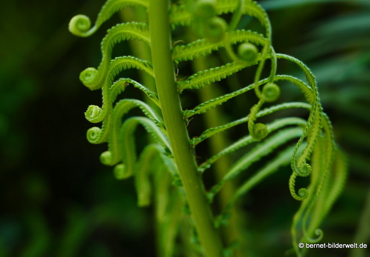 17-02-17-penanghill-thehabitat-113