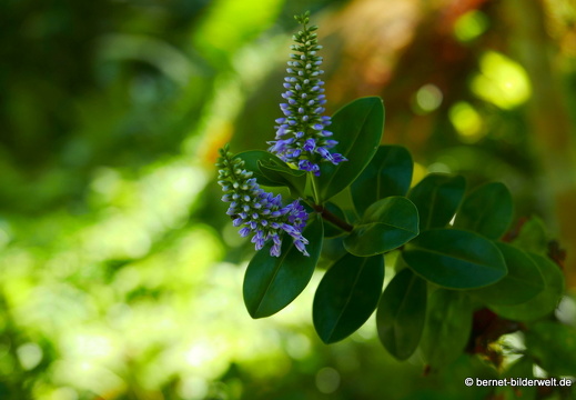 17-02-17-penanghill-thehabitat-115