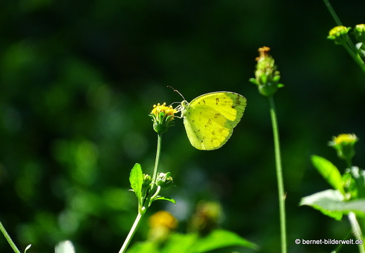 17-02-17-penanghill-thehabitat-116