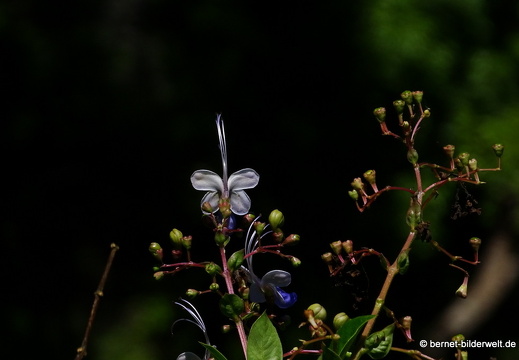 17-02-17-penanghill-thehabitat-117