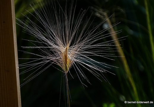 18-06-06-wuerzburg-botanischer garten-086