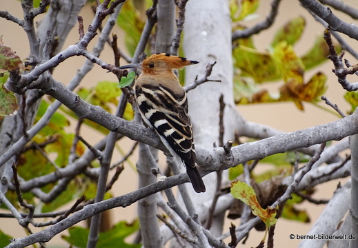 18-11-17-tahiche-wiedehopf-vogel-
