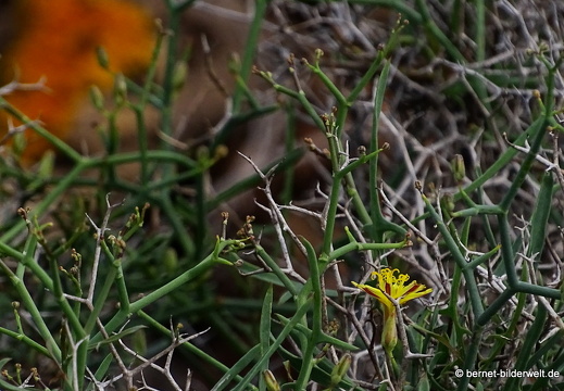 18-11-18-tahiche-063