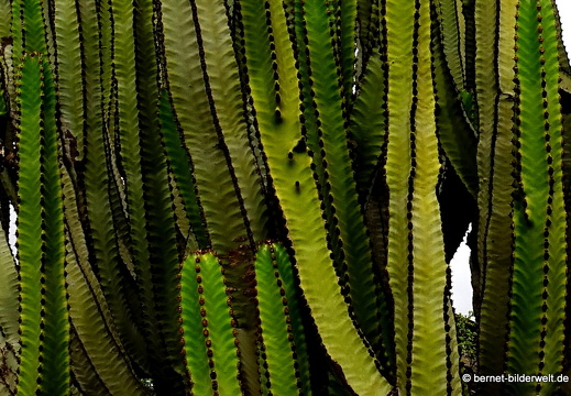 18-11-18-tahiche-067