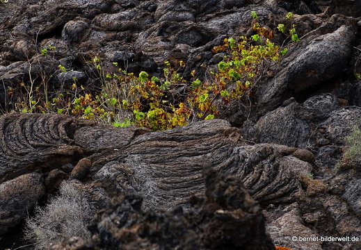 18-11-18-tahiche-097