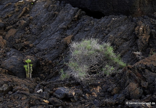 18-11-20-tahiche-037