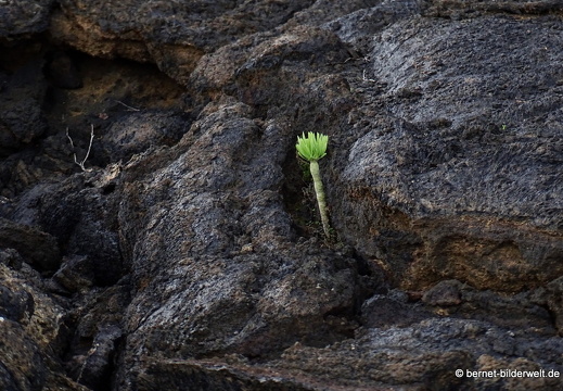 18-11-20-tahiche-038