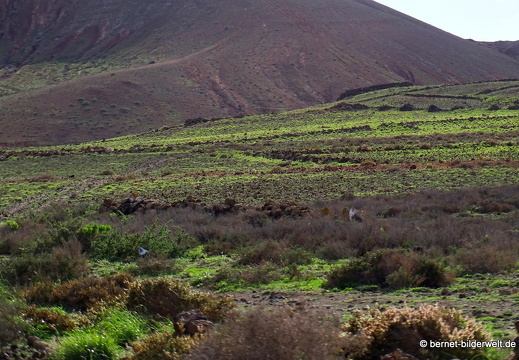 18-11-20-tahiche-066