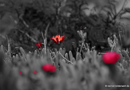 18-11-21-tahiche-265