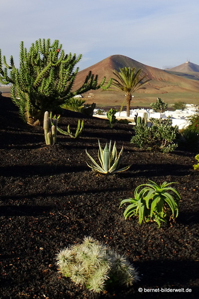 18-11-21-tahiche-privater kaktusgarten-003.JPG