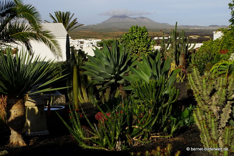 18-11-21-tahiche-privater kaktusgarten-013.JPG